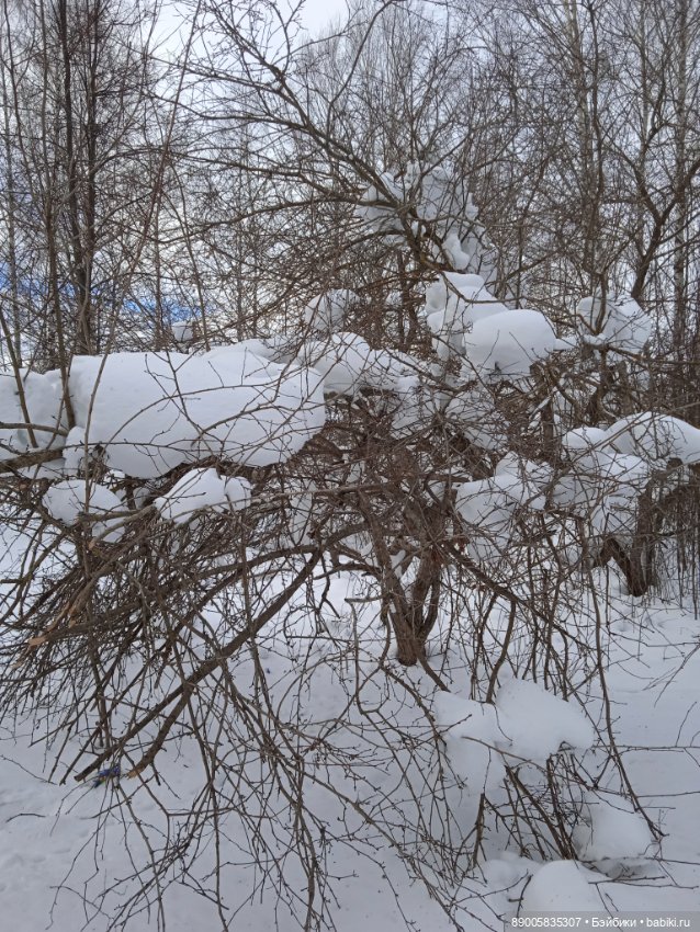 Марсель и снежная прогулка (фото 7)