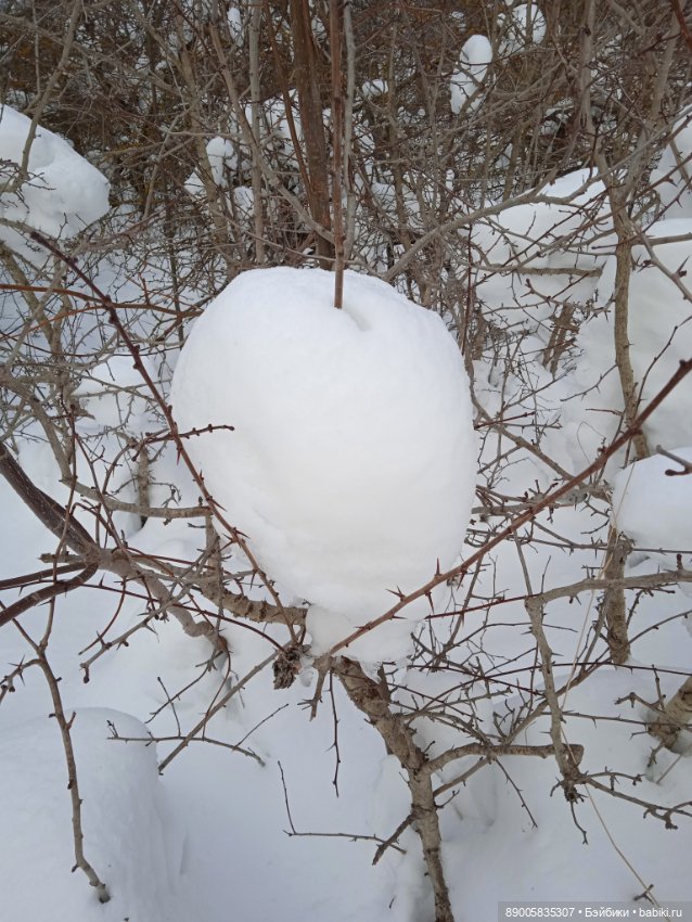 Марсель и снежная прогулка (фото 5)