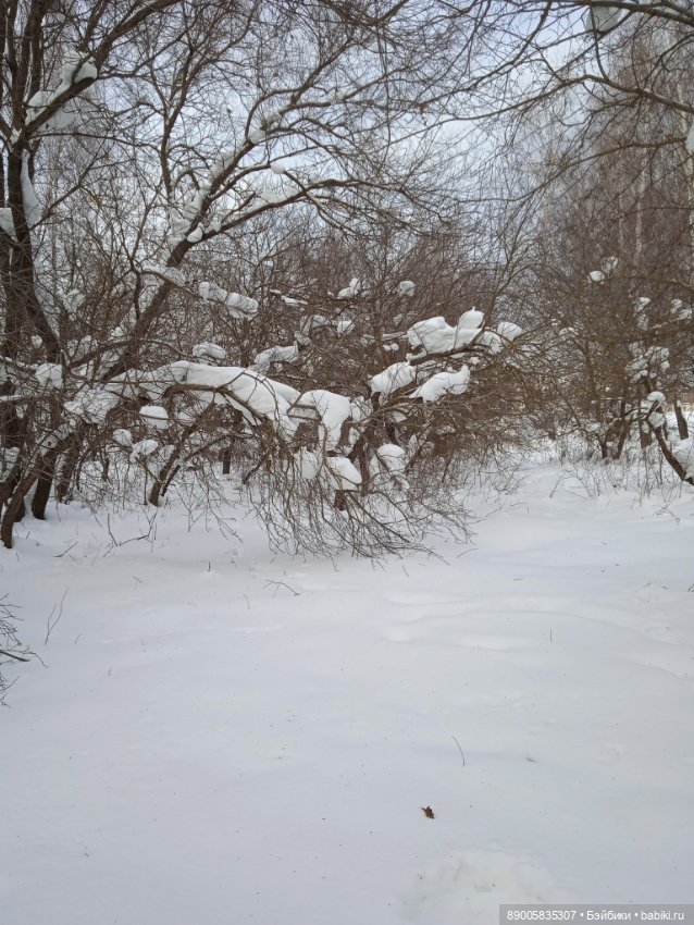 Марсель и снежная прогулка (фото 9)