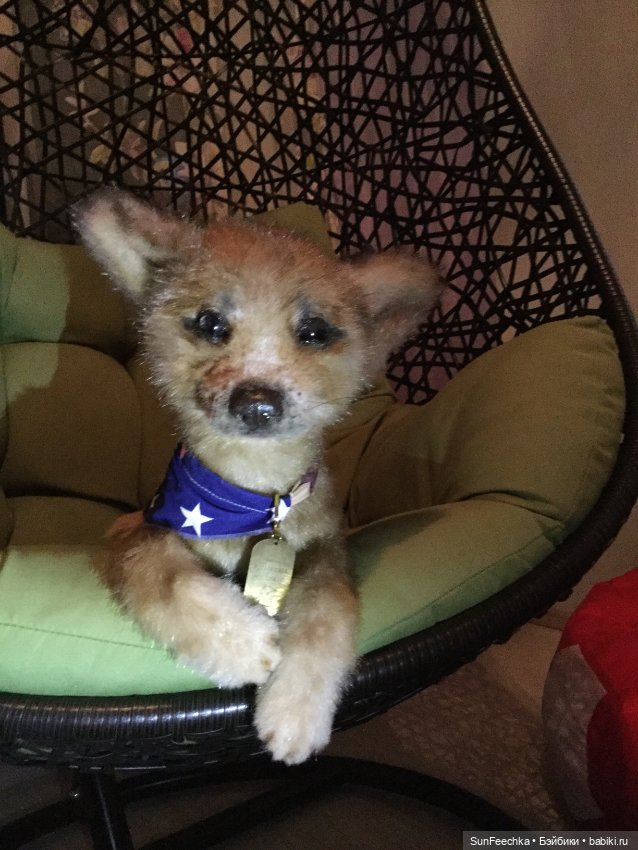 Реалистичные мягкие игрушки в стиле натюр. К нам приехал второй щенок