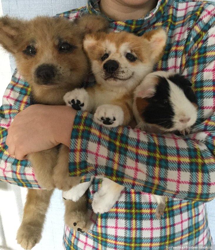 Реалистичные мягкие игрушки в стиле натюр. К нам приехал второй щенок