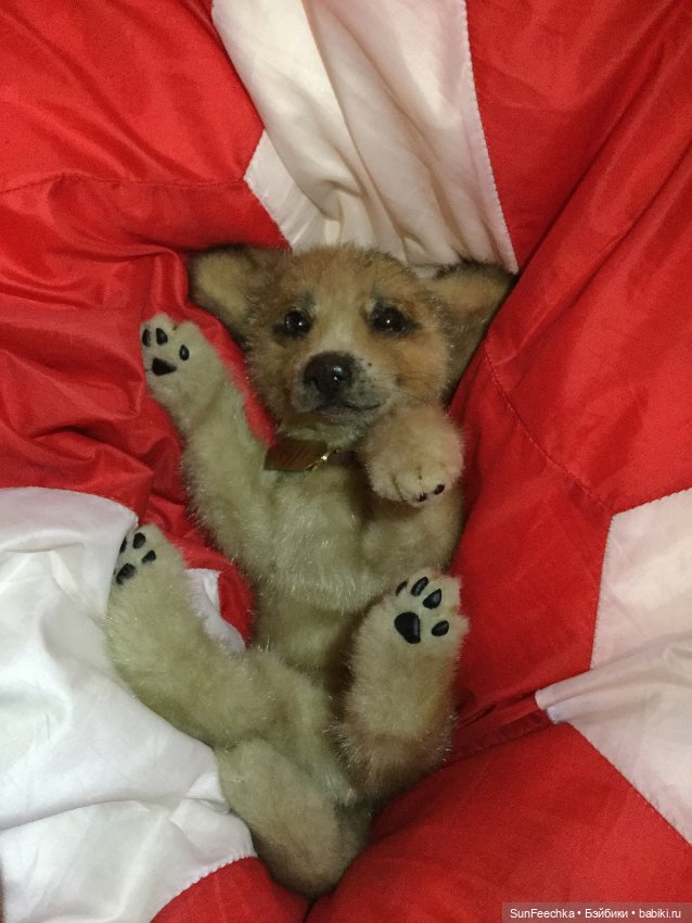 Реалистичные мягкие игрушки в стиле натюр. К нам приехал второй щенок