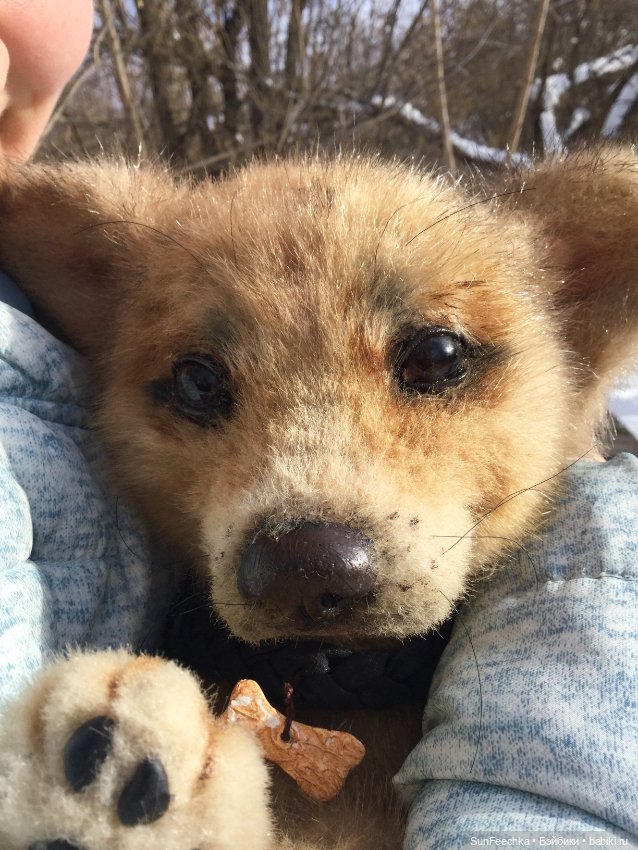 Реалистичные мягкие игрушки в стиле натюр. К нам приехал второй щенок (фото 7)