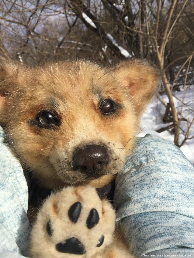 Реалистичные мягкие игрушки в стиле натюр. К нам приехал второй щенок (фото 8)