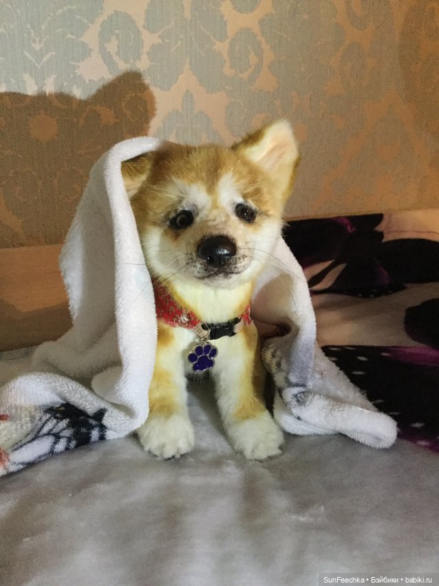 Реалистичные мягкие игрушки в стиле натюр. К нам приехал второй щенок