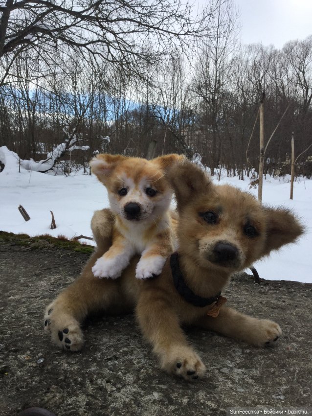 Реалистичные мягкие игрушки в стиле натюр. К нам приехал второй щенок (фото 2)