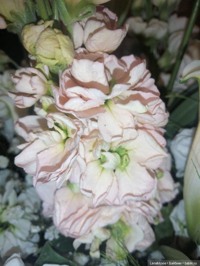 Эсна девочка - Весна VS Свеня Gotz