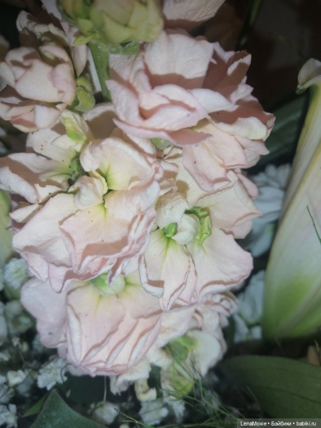 Эсна девочка - Весна VS Свеня Gotz