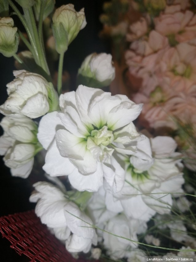 Эсна девочка - Весна VS Свеня Gotz