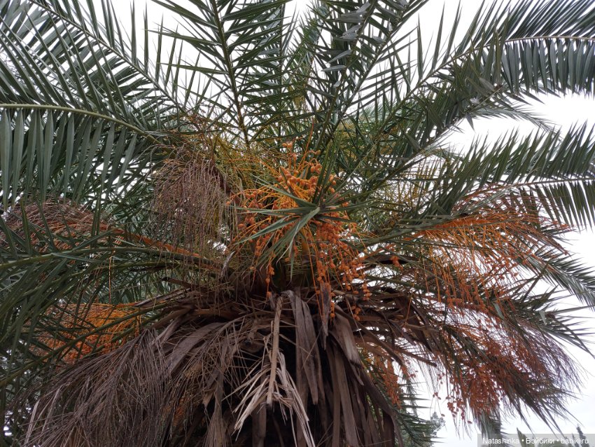 Fashion Dolls 319 — Туризм и путешествия: фотоотчеты из поездок (фото 6)