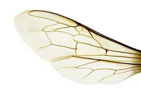 Крылья для куклы — Всё об антикварных куклах: история (фото 2)