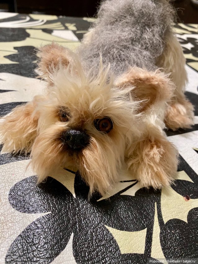 Йорочка живая игрушка😊 — Вязаные игрушки и амигуруми: крючком (фото 2)