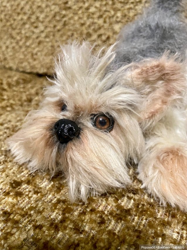 Йорочка живая игрушка😊 — Вязаные игрушки и амигуруми: крючком