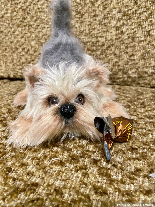 Йорочка живая игрушка😊 — Вязаные игрушки и амигуруми: крючком (фото 5)