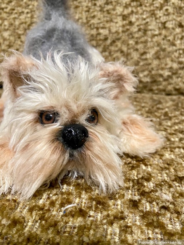 Йорочка живая игрушка😊 — Вязаные игрушки и амигуруми: крючком (фото 10)