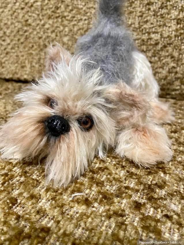 Йорочка живая игрушка😊 — Вязаные игрушки и амигуруми: крючком (фото 9)