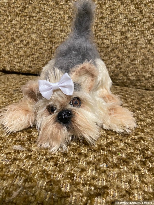 Йорочка живая игрушка😊 — Вязаные игрушки и амигуруми: крючком