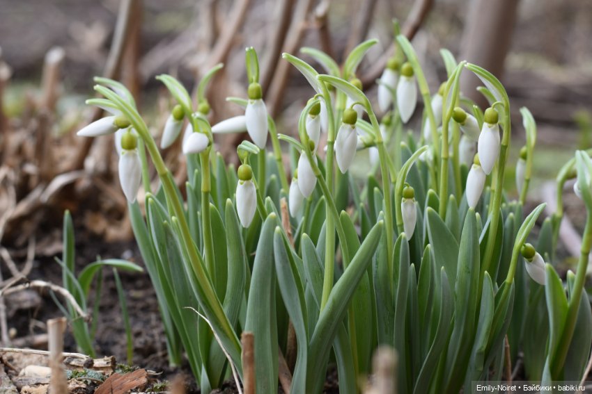 Весна пришла — Аниме куклы (MJD/Винил): Imomo (фото 3)