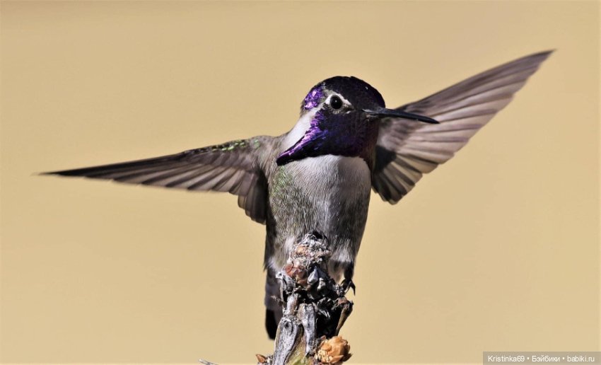 Дикий островок — Винтажные куклы ГДР (Немки): Бигги (фото 9)