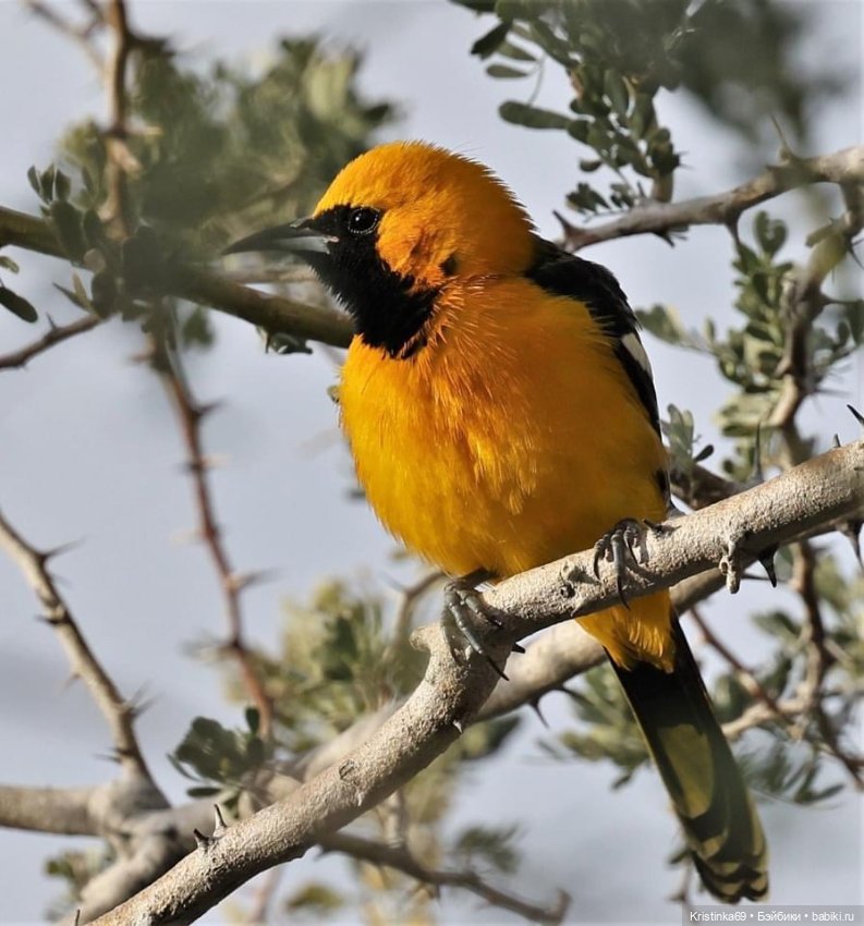 Дикий островок — Винтажные куклы ГДР (Немки): Бигги