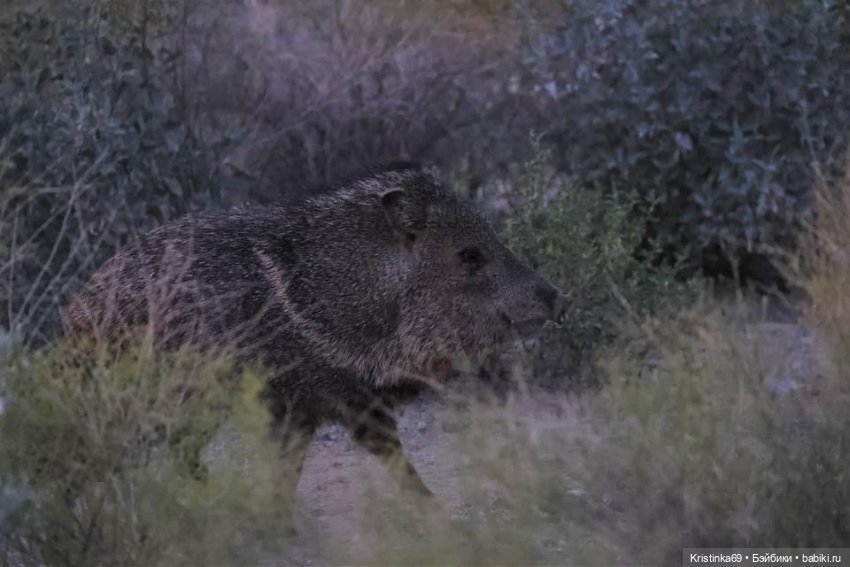 Дикий островок — Винтажные куклы ГДР (Немки): Бигги