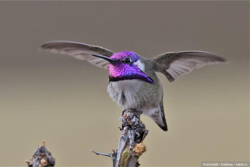 Дикий островок — Винтажные куклы ГДР (Немки): Бигги (фото 8)