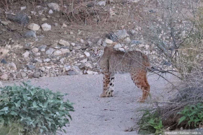 Дикий островок — Винтажные куклы ГДР (Немки): Бигги