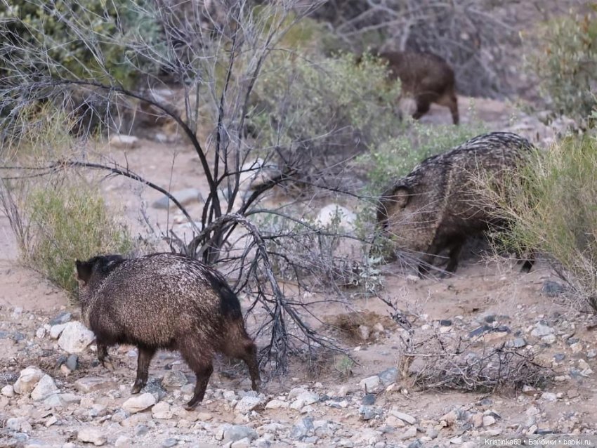 Дикий островок — Винтажные куклы ГДР (Немки): Бигги