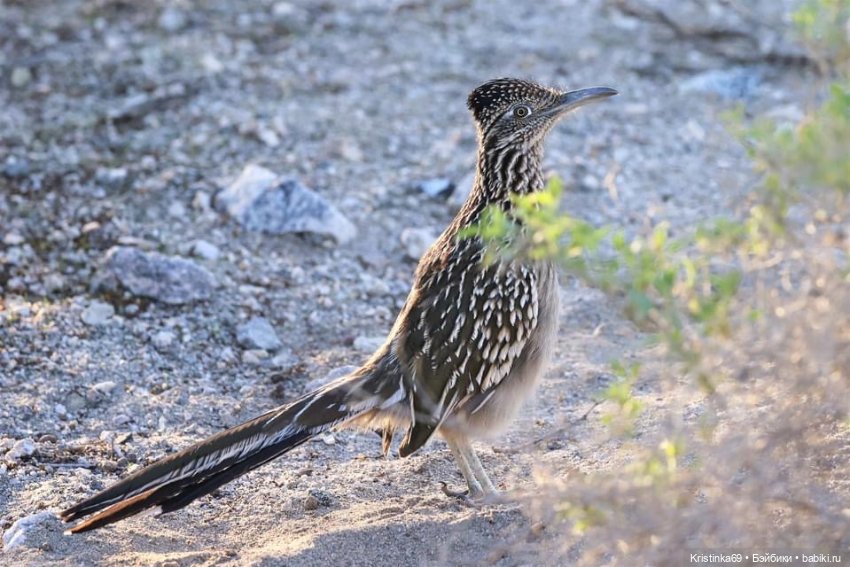 Дикий островок — Винтажные куклы ГДР (Немки): Бигги (фото 10)
