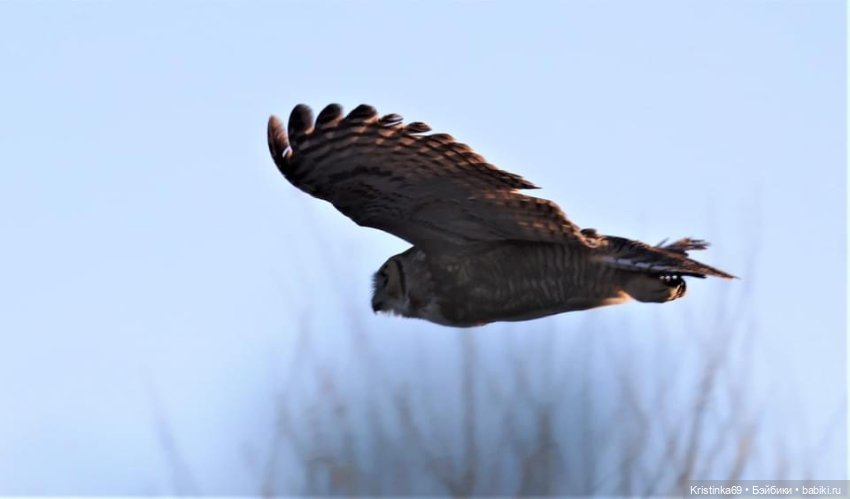 Дикий островок — Винтажные куклы ГДР (Немки): Бигги