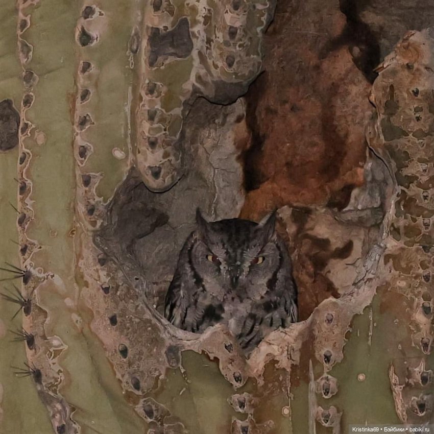 Дикий островок — Винтажные куклы ГДР (Немки): Бигги