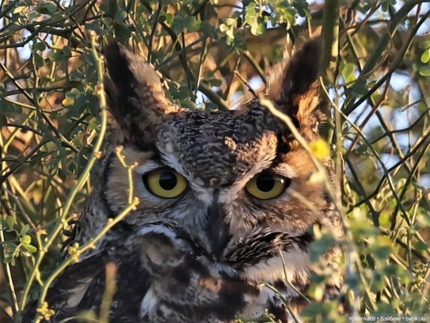 Дикий островок — Винтажные куклы ГДР (Немки): Бигги