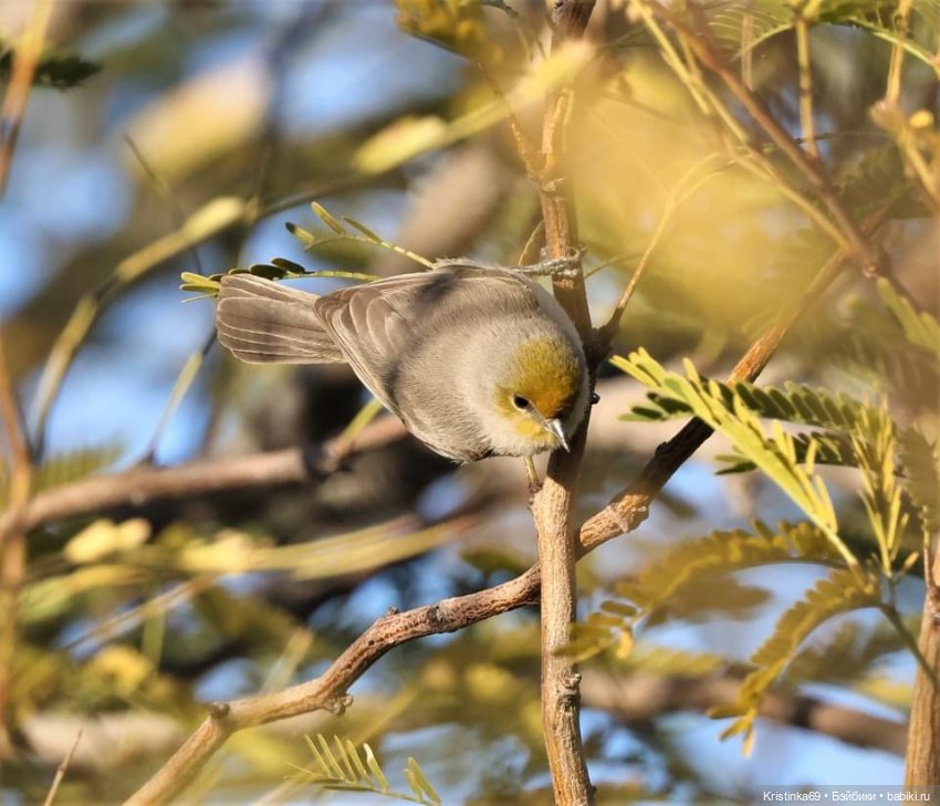 Дикий островок — Винтажные куклы ГДР (Немки): Бигги (фото 6)