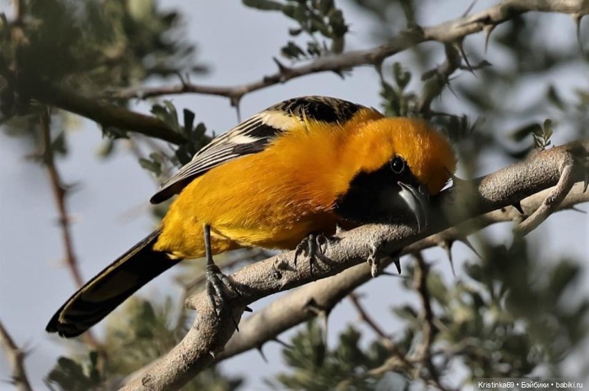 Дикий островок — Винтажные куклы ГДР (Немки): Бигги