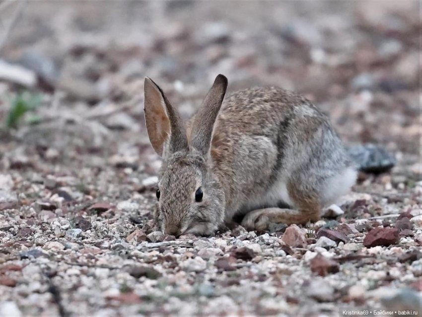 Дикий островок — Винтажные куклы ГДР (Немки): Бигги