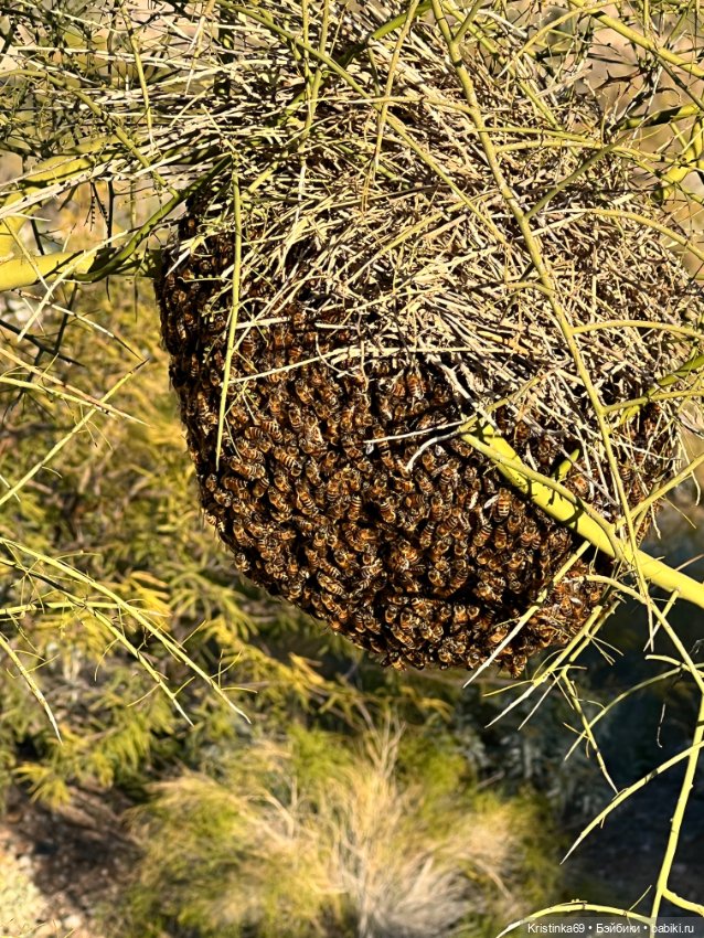 Дикий островок — Винтажные куклы ГДР (Немки): Бигги