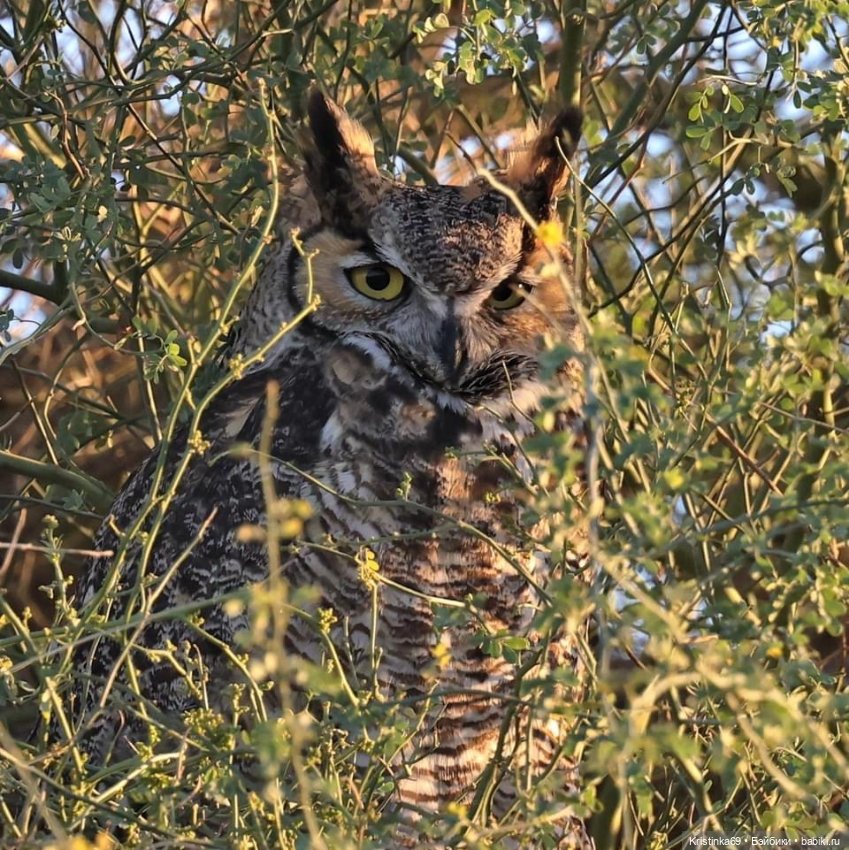 Дикий островок — Винтажные куклы ГДР (Немки): Бигги