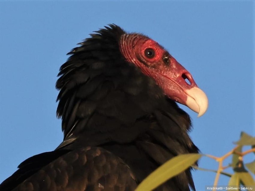 Дикий островок — Винтажные куклы ГДР (Немки): Бигги (фото 7)