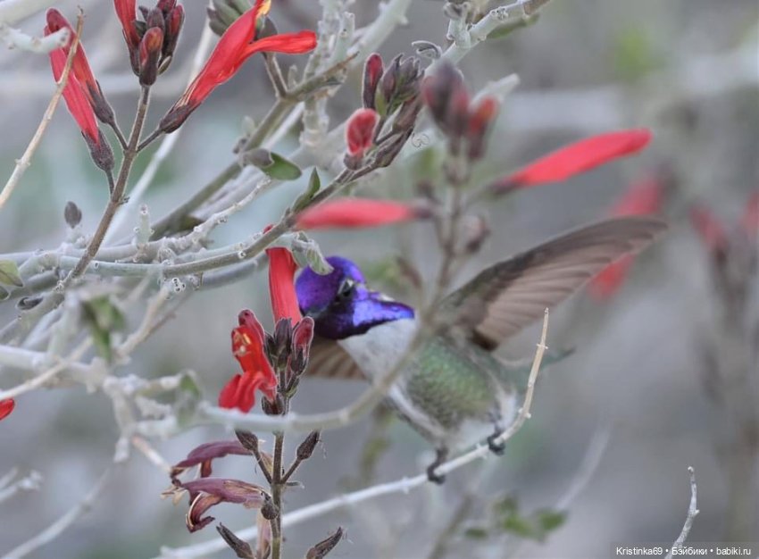Дикий островок — Винтажные куклы ГДР (Немки): Бигги