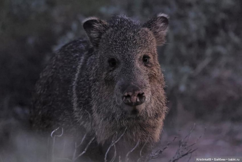 Дикий островок — Винтажные куклы ГДР (Немки): Бигги