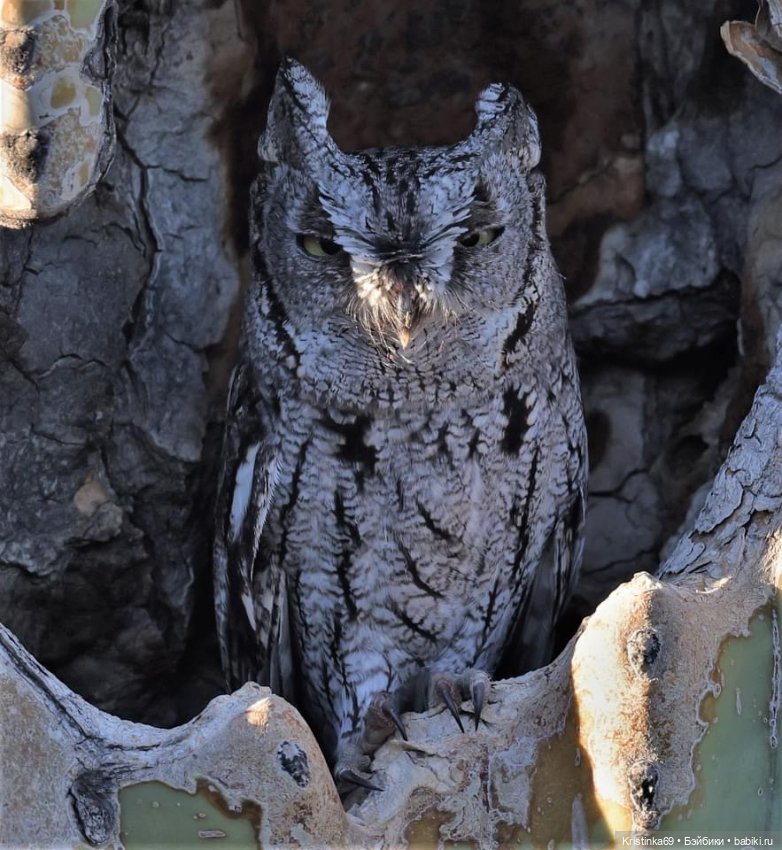 Дикий островок — Винтажные куклы ГДР (Немки): Бигги