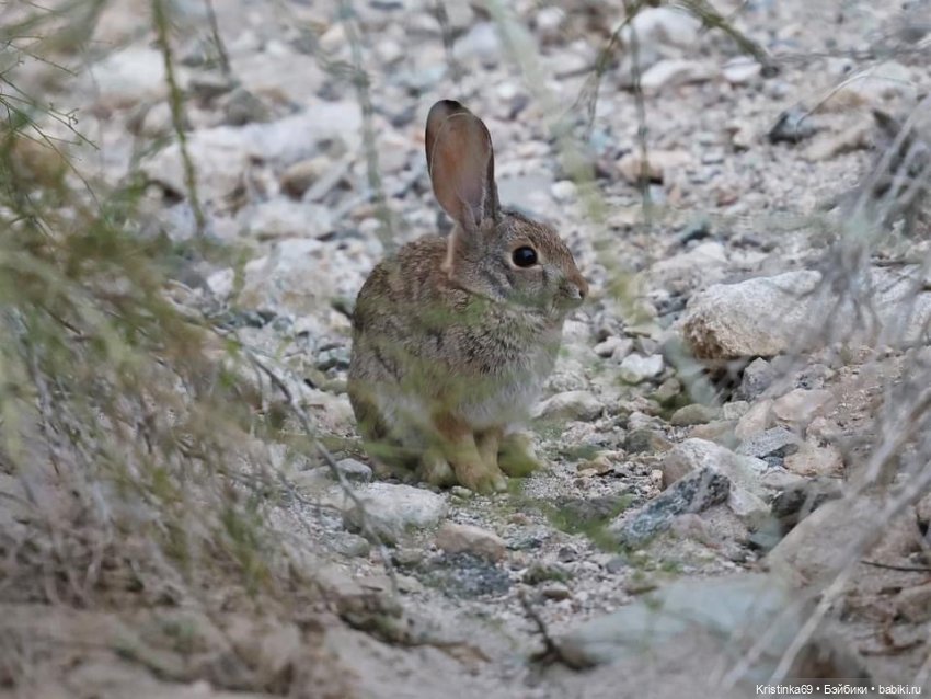 Дикий островок — Винтажные куклы ГДР (Немки): Бигги