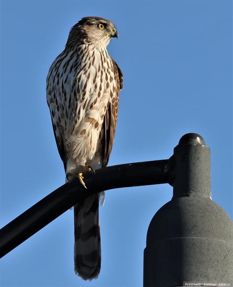 Дикий островок — Винтажные куклы ГДР (Немки): Бигги