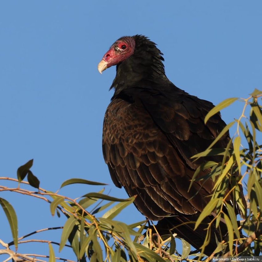 Дикий островок — Винтажные куклы ГДР (Немки): Бигги (фото 5)