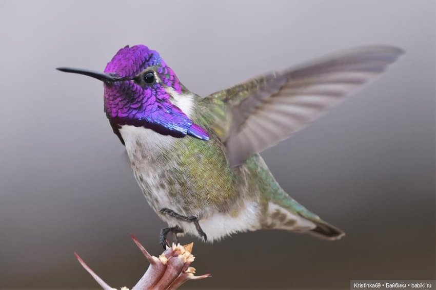 Дикий островок — Винтажные куклы ГДР (Немки): Бигги (фото 4)