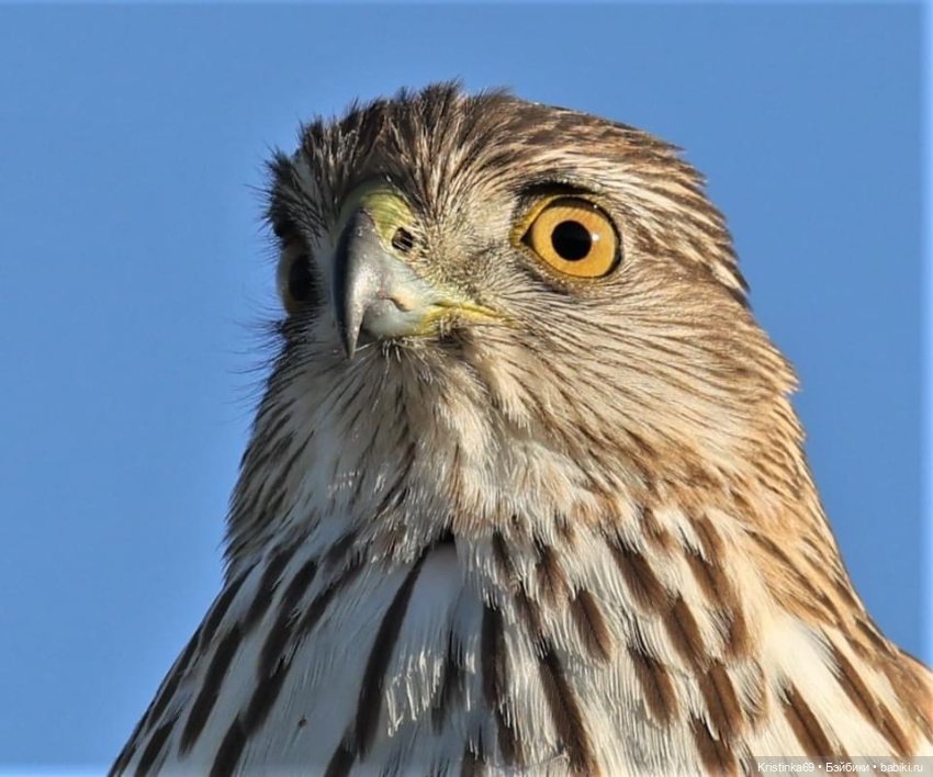 Дикий островок — Винтажные куклы ГДР (Немки): Бигги