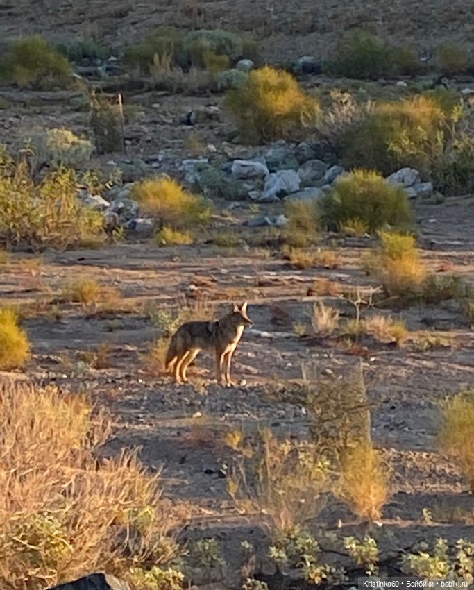 Дикий островок — Винтажные куклы ГДР (Немки): Бигги