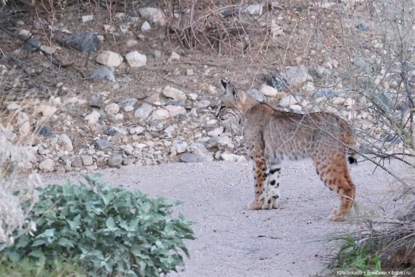 Дикий островок — Винтажные куклы ГДР (Немки): Бигги