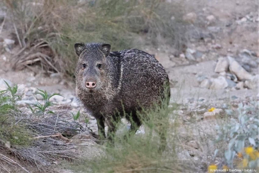 Дикий островок — Винтажные куклы ГДР (Немки): Бигги