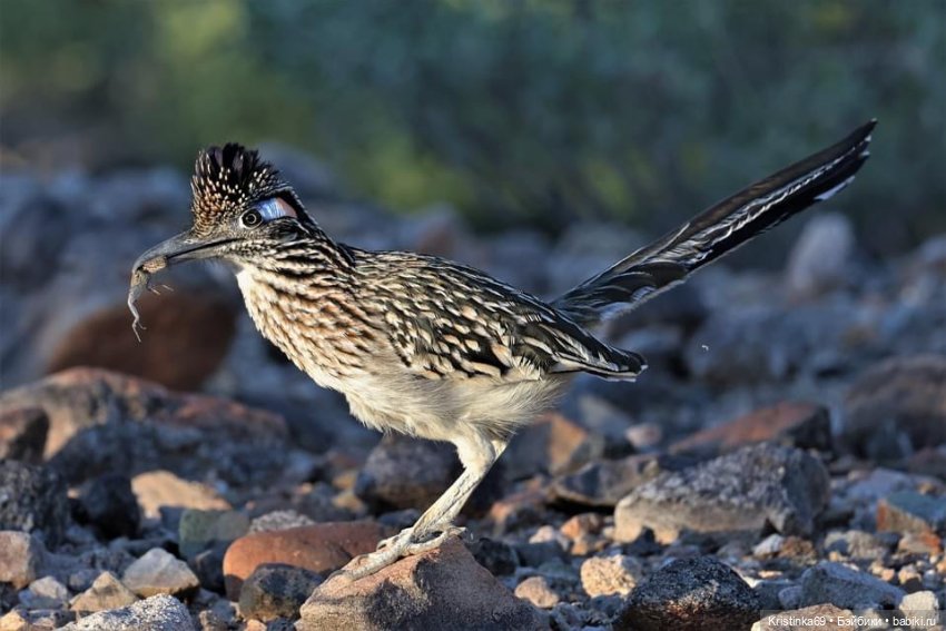 Дикий островок — Винтажные куклы ГДР (Немки): Бигги
